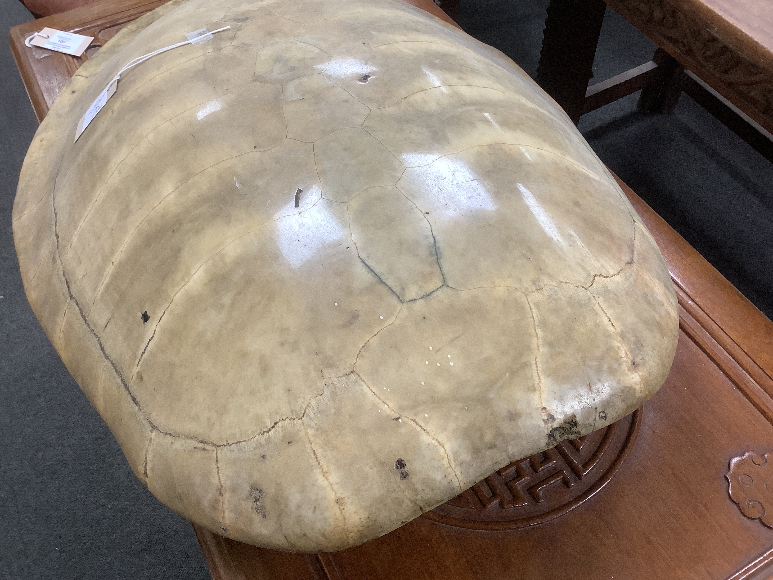 A Great South American River Turtle carapace (also known as an Arrau turtle or Tartaruga) 75cm in length, pre 1947 example, CITES listed Annex B, Appendix II, however will require an Export permit if sold and shipped out
